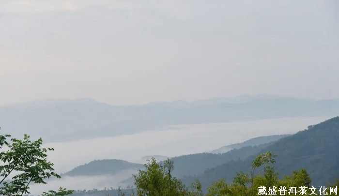 《云南茶界名人錄》︱張明春：茶葉、藝術(shù)、文化，三者并行齊力助推云茶發(fā)展
